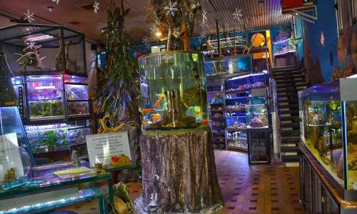 Dive into the underwater world in Senjak